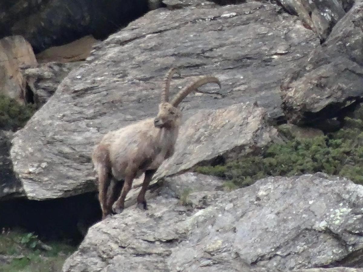 Emelie Zermatt 4**** Leilighet Eksteriør bilde